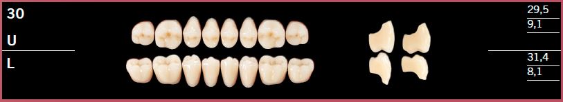 30L-B4 DELARA TEETH LOWER POSTERIOR