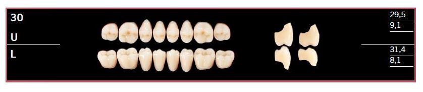 30U-BL2 DELARA TEETH UPPER POSTERIOR