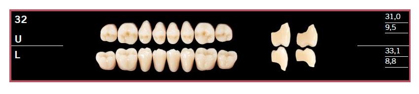 32L-BL2 DELARA TEETH LOWER POSTERIOR