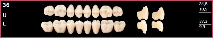 36L-B1 DELARA TEETH LOWER POSTERIOR