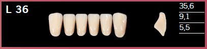 L36-C1 DELARA TEETH LOWER ANTERIOR