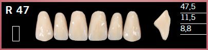 R47-C1 DELARA TEETH UPPER ANTERIOR