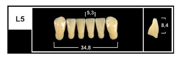 L5 BL3 LOWER ANTERIOR TRIBOS TEETH