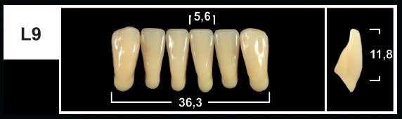 L9 A35 LOWER ANTERIOR TRIBOS TEETH