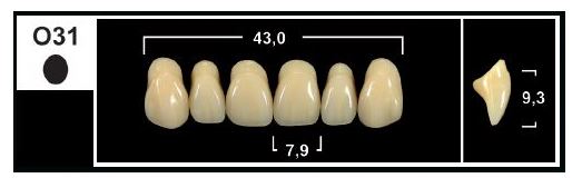 O31 BL3 UPPER ANTERIOR TRIBOS TEETH