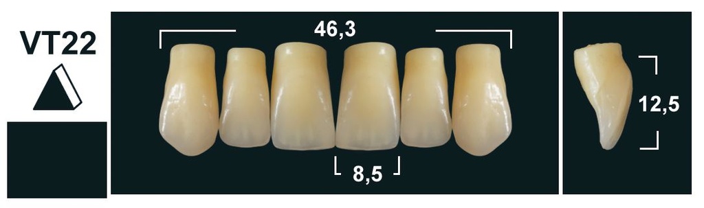 VT22 B1 UPPER ANTERIOR TRIBOS TEETH