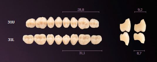 31-C4 MONDIAL TEETH UPPER POSTERIOR