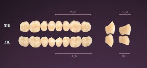 31-B3 IDEALIS TEETH UPPER POSTERIOR