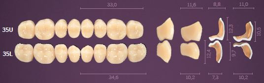35-C2 IDEALIS TEETH UPPER POSTERIOR