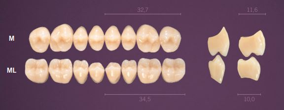 ML-C2L PREMIUM TEETH LOWER POSTERIOR