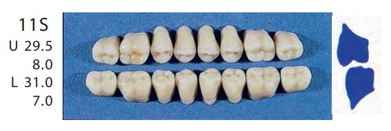 11S-D4L POSTERIOR SENATOR TEETH