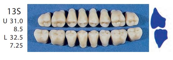 13S-B4L POSTERIOR SENATOR TEETH