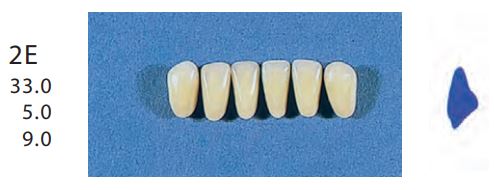 2E-C3L ANTERIOR SENATOR TEETH