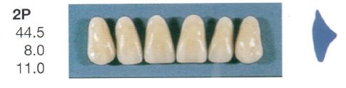 2P-A2U ANTERIOR SENATOR TEETH