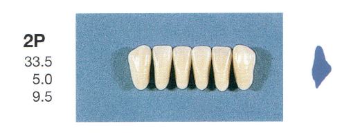 2P-B3L ANTERIOR SENATOR TEETH