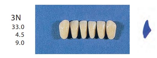 3N-B2L ANTERIOR SENATOR TEETH