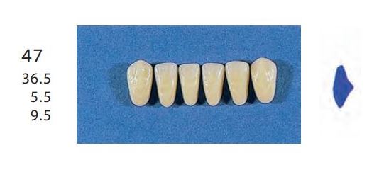 47-C2L ANTERIOR SENATOR TEETH