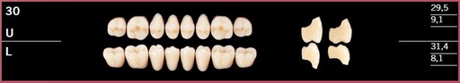 [DL30LD3] 30L-D3 DELARA TEETH LOWER POSTERIOR