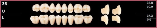 [DL36LA4] 36L-A4 DELARA TEETH LOWER POSTERIOR
