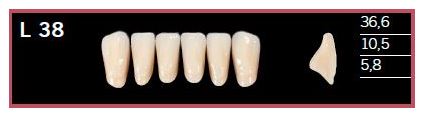 [DLL38BL2] L38-BL2 DELARA TEETH LOWER ANTERIOR