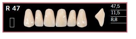 [DLR47BL2] R47-BL2 DELARA TEETH UPPER ANTERIOR