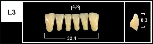 [GBL3-A2L] L3 A2 LOWER ANTERIOR TRIBOS TEETH