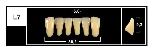 [GBL7-BL3] L7 BL3 LOWER ANTERIOR TRIBOS TEETH