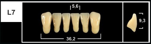 [GBL7-D4L] L7 D4 LOWER ANTERIOR TRIBOS TEETH