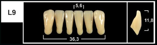 [GBL9-D3L] L9 D3 LOWER ANTERIOR TRIBOS TEETH