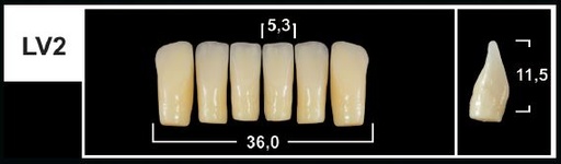 [GBLV2-A2L] LV2 A2 LOWER ANTERIOR TRIBOS TEETH