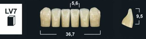 [GBLV7-A1L] LV7 A1 LOWER ANTERIOR TRIBOS TEETH