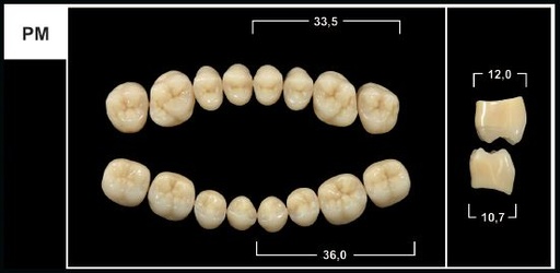 [GBPM-B2L] PM B2 LOWER POSTERIOR TRIBOS TEETH