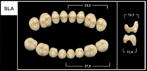 [GBSLA-A35L] SLA A3.5 LOWER POSTERIOR TRIBOS TEETH