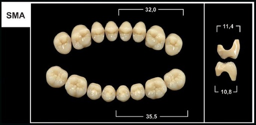 [GBSMA-D4L] SMA D4 LOWER POSTERIOR TRIBOS TEETH