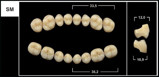 [GBSM-C3L] SM C3 LOWER POSTERIOR TRIBOS TEETH