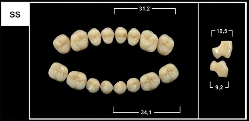 [GBSS-C3U] SS C3 UPPER POSTERIOR TRIBOS TEETH