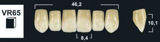 [GBVR65-A1U] VR65 A1 UPPER ANTERIOR TRIBOS TEETH