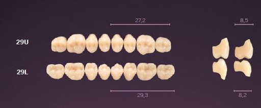 [MO29LA1] 29-A1 MONDIAL TEETH LOWER POSTERIOR