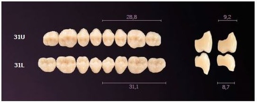 [MO31LBL2] 31-BL2 MONDIAL TEETH LOWER POSTERIOR