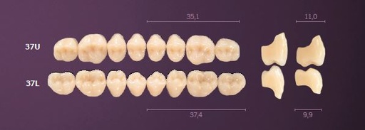 [MO37UC1] 37-C1 MONDIAL TEETH UPPER POSTERIOR