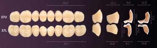 [MOI37LB2] 37-B2 IDEALIS TEETH LOWER POSTERIOR
