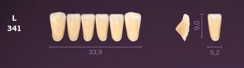 [MOL341A4] L341-A4 MONDIAL TEETH LOWER ANTERIOR