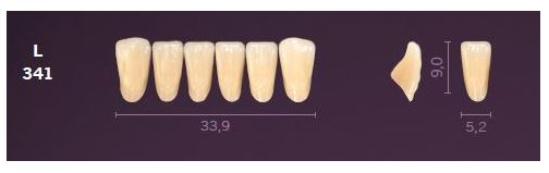 [MOL341BL2] L341-BL2 MONDIAL TEETH LOWER ANTERIOR