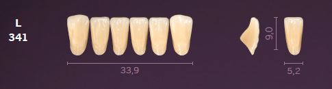 [MOL341C4] L341-C4 MONDIAL TEETH LOWER ANTERIOR