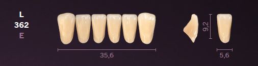 [MOL362C1] L362-C1 MONDIAL TEETH LOWER ANTERIOR