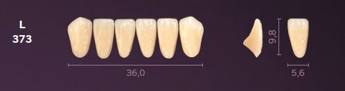 [MOL373D3] L373-D3 MONDIAL TEETH LOWER ANTERIOR