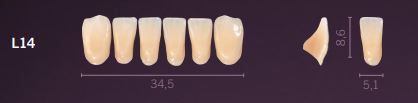 [PRL14-D2] L14-D2 PREMIUM TEETH LOWER ANTERIOR