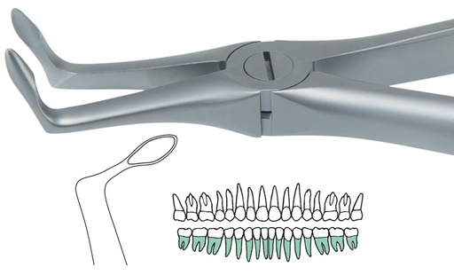 [SAATRAU5] ATRAULUX LOWER ROOT FORCEP 5