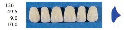 [SE136-A1U] 136-A1U ANTERIOR SENATOR TEETH