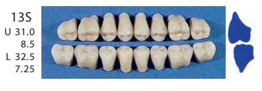 [SE13S-B2U] 13S-B2U POSTERIOR SENATOR TEETH